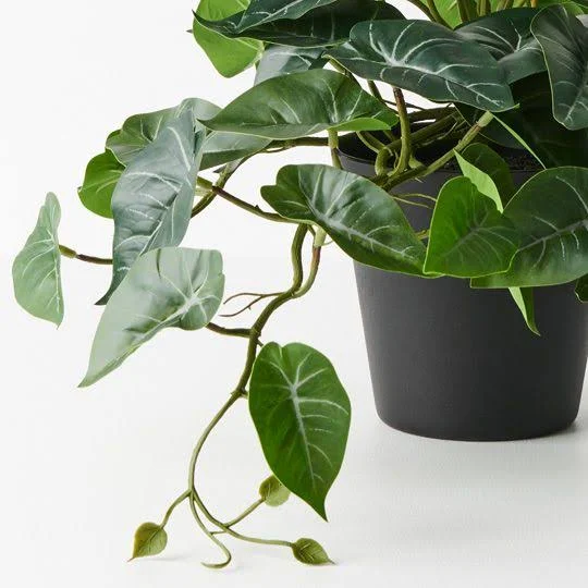 Sygnoium Hanging Bush in Pot 45cml